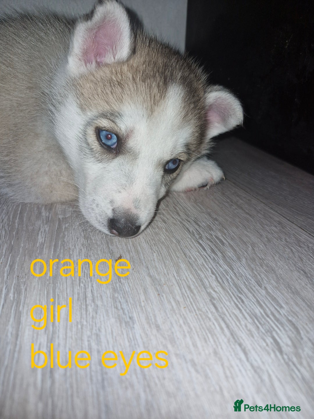 Siberian Husky dogs for sale: 8 husky pups - Advert 13