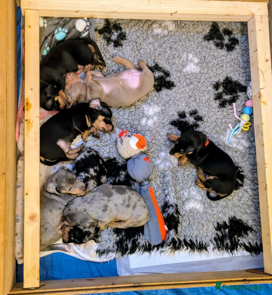 Miniature Dachshund dogs for sale: KC Reg Mini Dachshund Puppies –Loving Homes Only!  - Advert 2