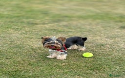 Yorkshire Terrier dogs for sale: ✨ Adorable Yorkshire Terrier Puppies  - Image 10