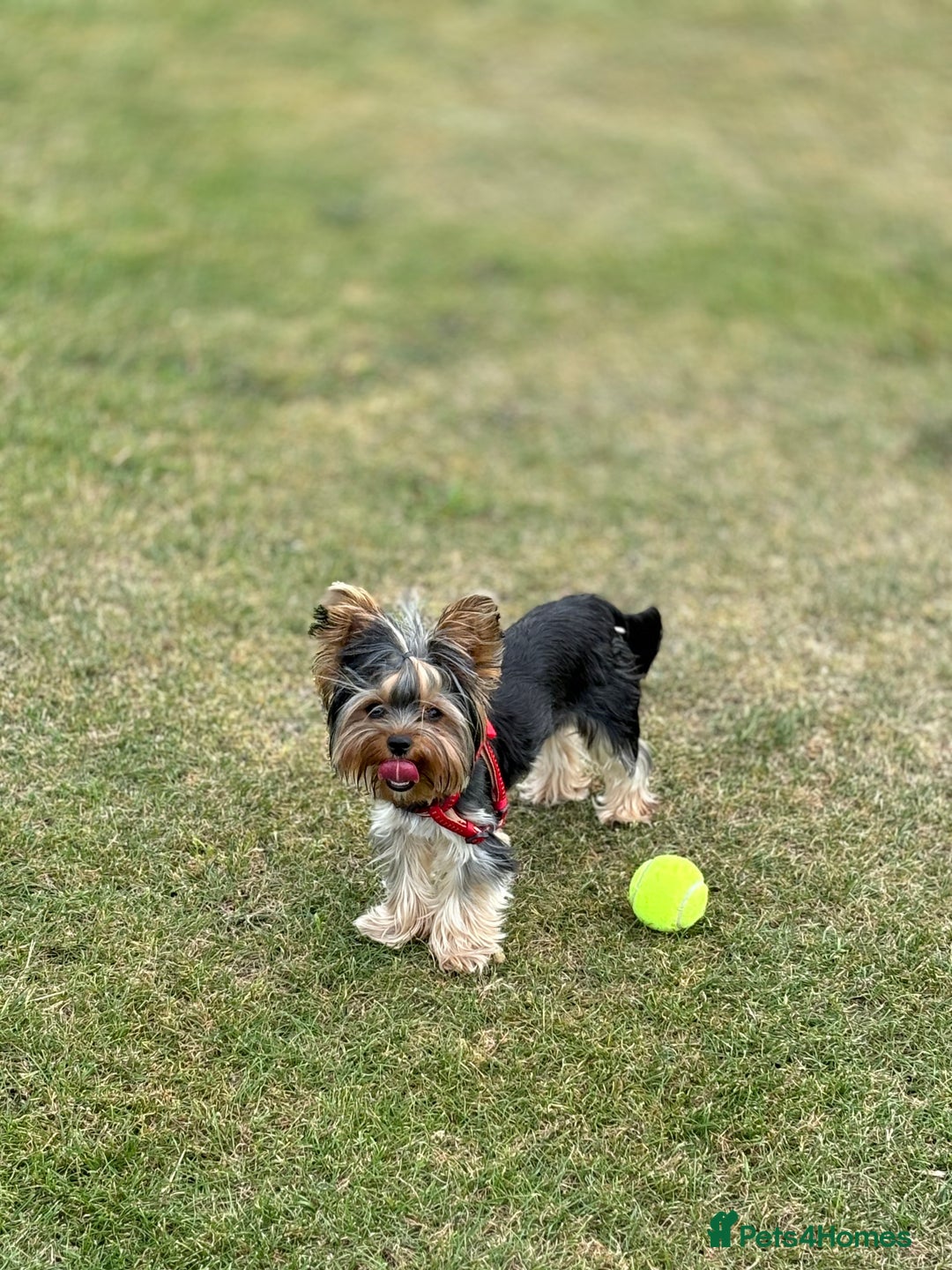 Yorkshire Terrier dogs for sale: ✨ Adorable Yorkshire Terrier Puppies  - Image 10