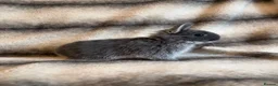 Netherland Dwarf rabbits for sale: Netherland Dwarf Babies🤍 in Barton-upon-Humber - Advert 12