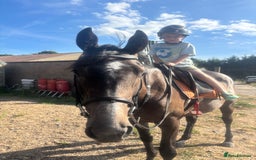 English Thoroughbred horses for sale: Mother daughter share types  - Image 2
