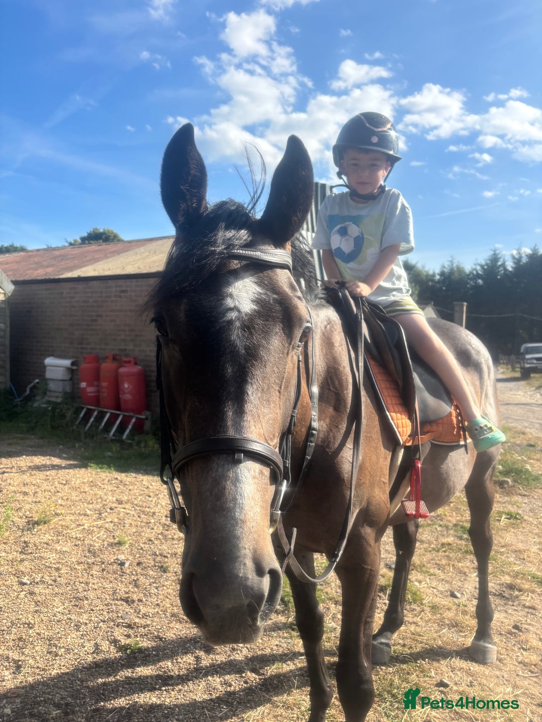 English Thoroughbred horses for sale: Mother daughter share types  - Image 2