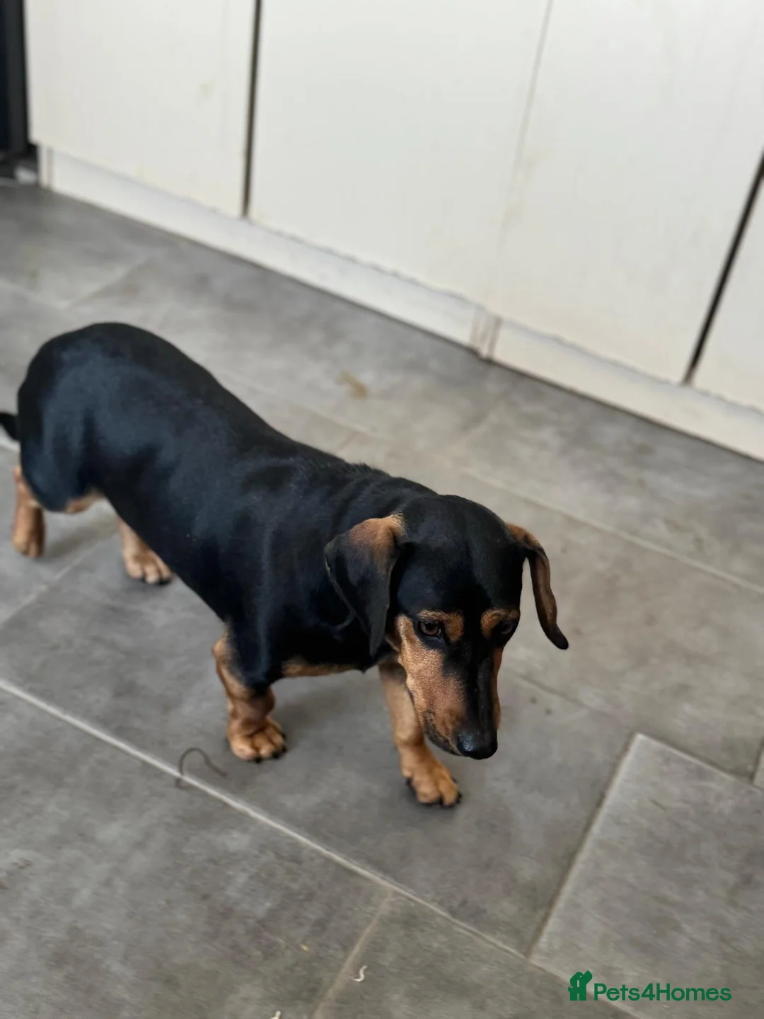 Mixed Breed dogs for adoption: SWEET Kitty Looking for LOVE - Advert 14