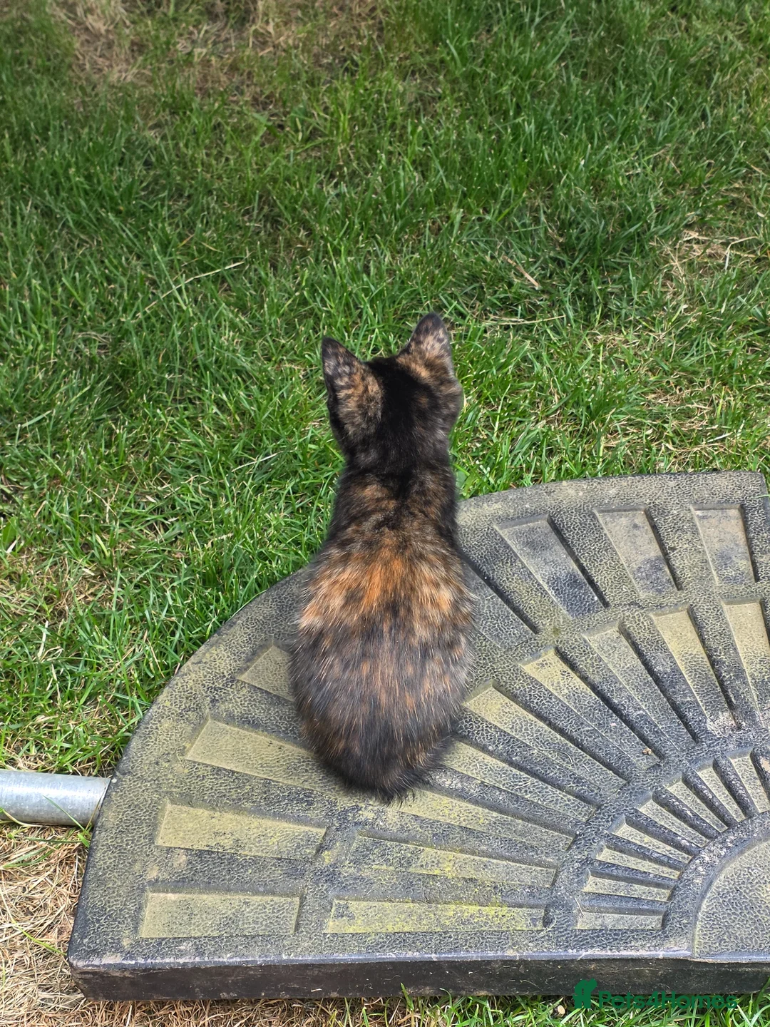 Mixed Breed cats for sale: Adorable fluffy Kittens in Hungerford - Advert 13