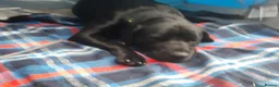 Labrador Retriever dogs for sale: Lunah my 2 year old black Labrador  - Advert 7
