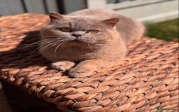 British Shorthair cats for sale: Beautiful bsh kittens looking for forever homes  - Image 10