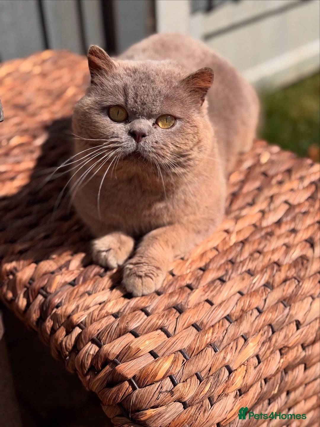 British Shorthair cats for sale: Beautiful bsh kittens looking for forever homes  - Image 10