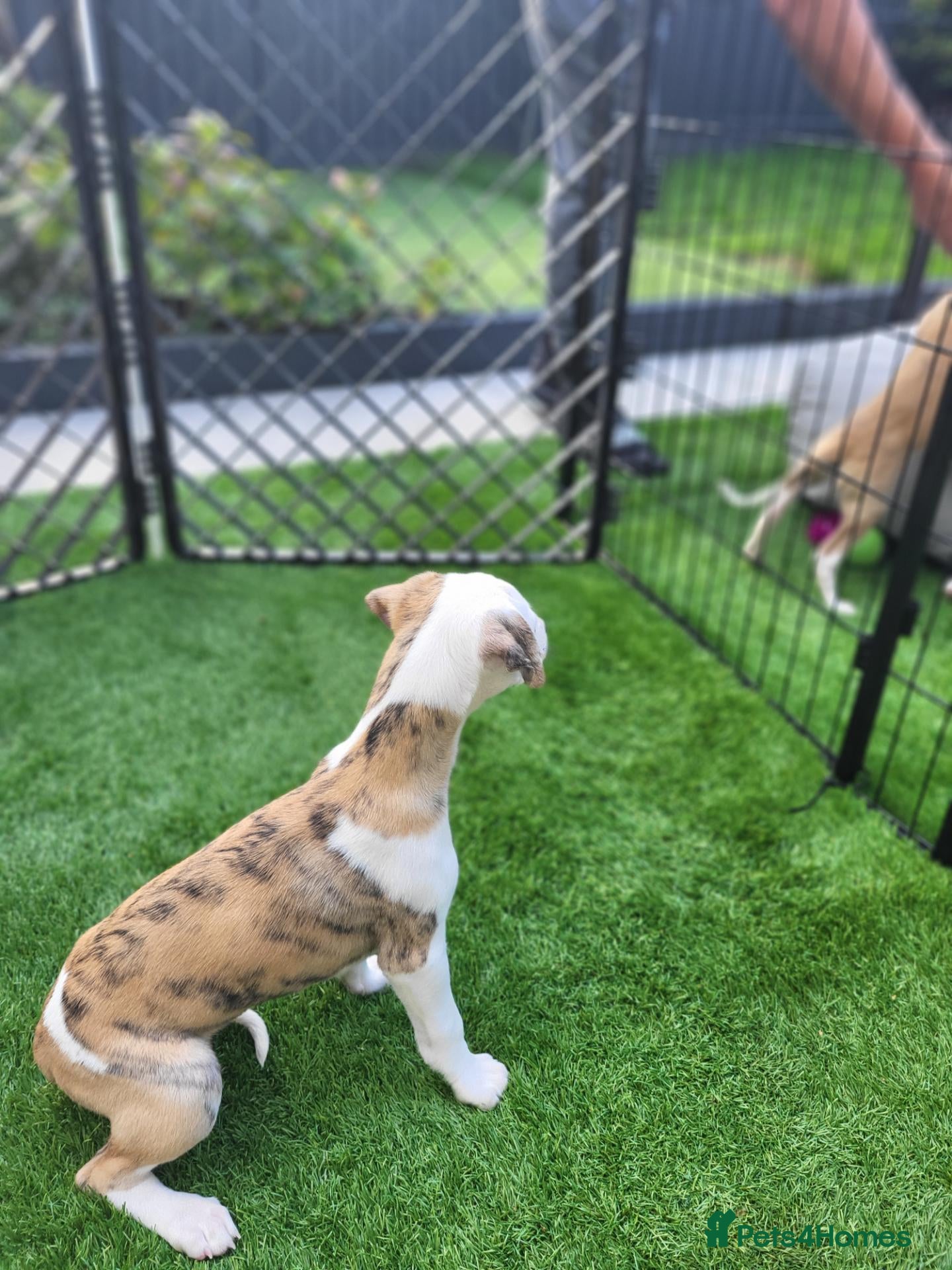 Whippet dogs KC Gorgeous Whippet pups. - Advert 2