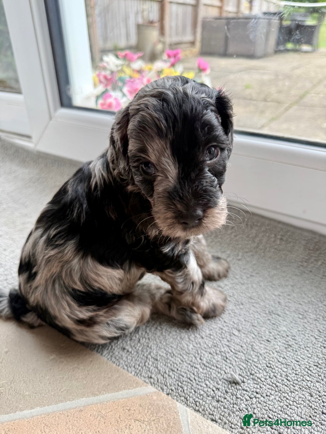 Cockapoo dogs for sale: Beautiful colour Cockapoo Puppies- Ready to go!  - Image 15