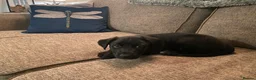 Borador dogs for sale: Borador pups with a bit of kelpie too! - Advert 4
