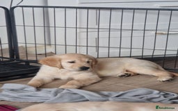 Golden Retriever dogs for sale: 🐾🐕 3 male Golden Retriever Puppies 🐶 🐕‍🦺 - Image 29