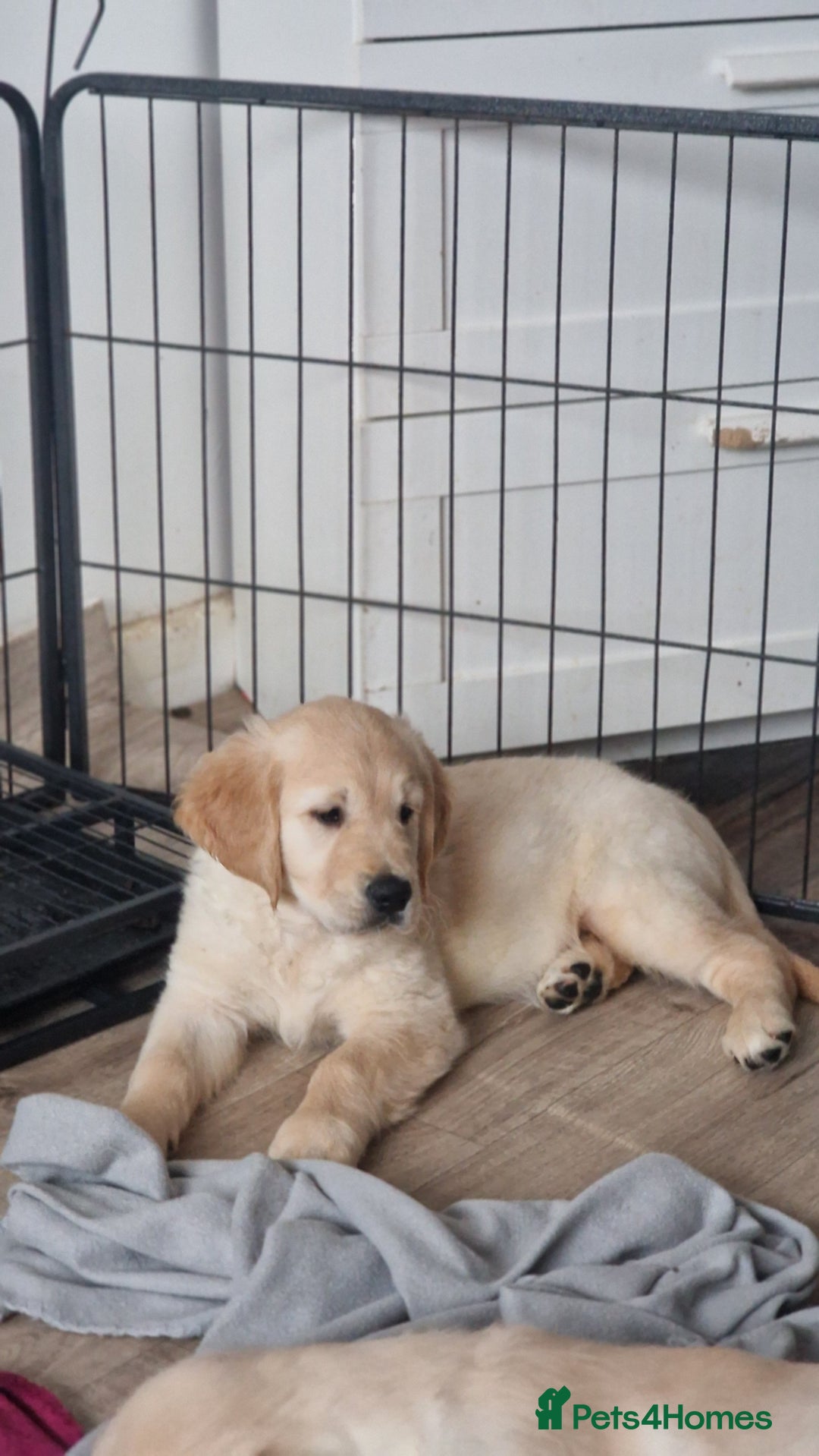 Golden Retriever dogs for sale: 🐾🐕 3 male Golden Retriever Puppies 🐶 🐕‍🦺 - Image 29