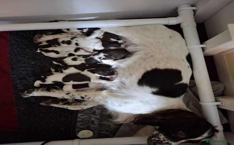 English Springer Spaniel dogs - Advert 4