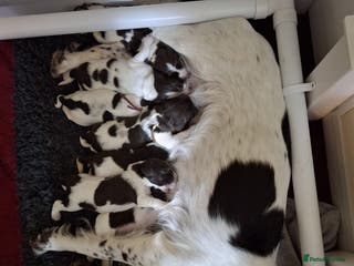 English Springer Spaniel dogs KC registered English Springer Spaniels - Advert 9