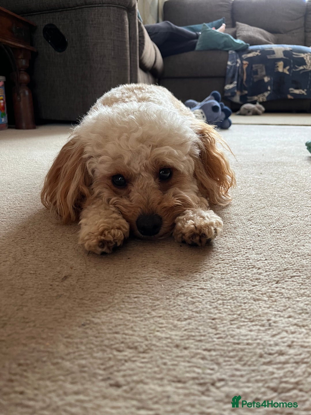 Cavapoo dogs for stud: Meet Alfie. A cavapoo looking for a mate - Advert 7