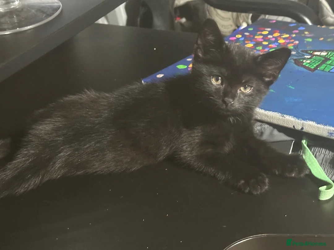 Mixed Breed cats for sale: Four half Russian blue kittens - Advert 1