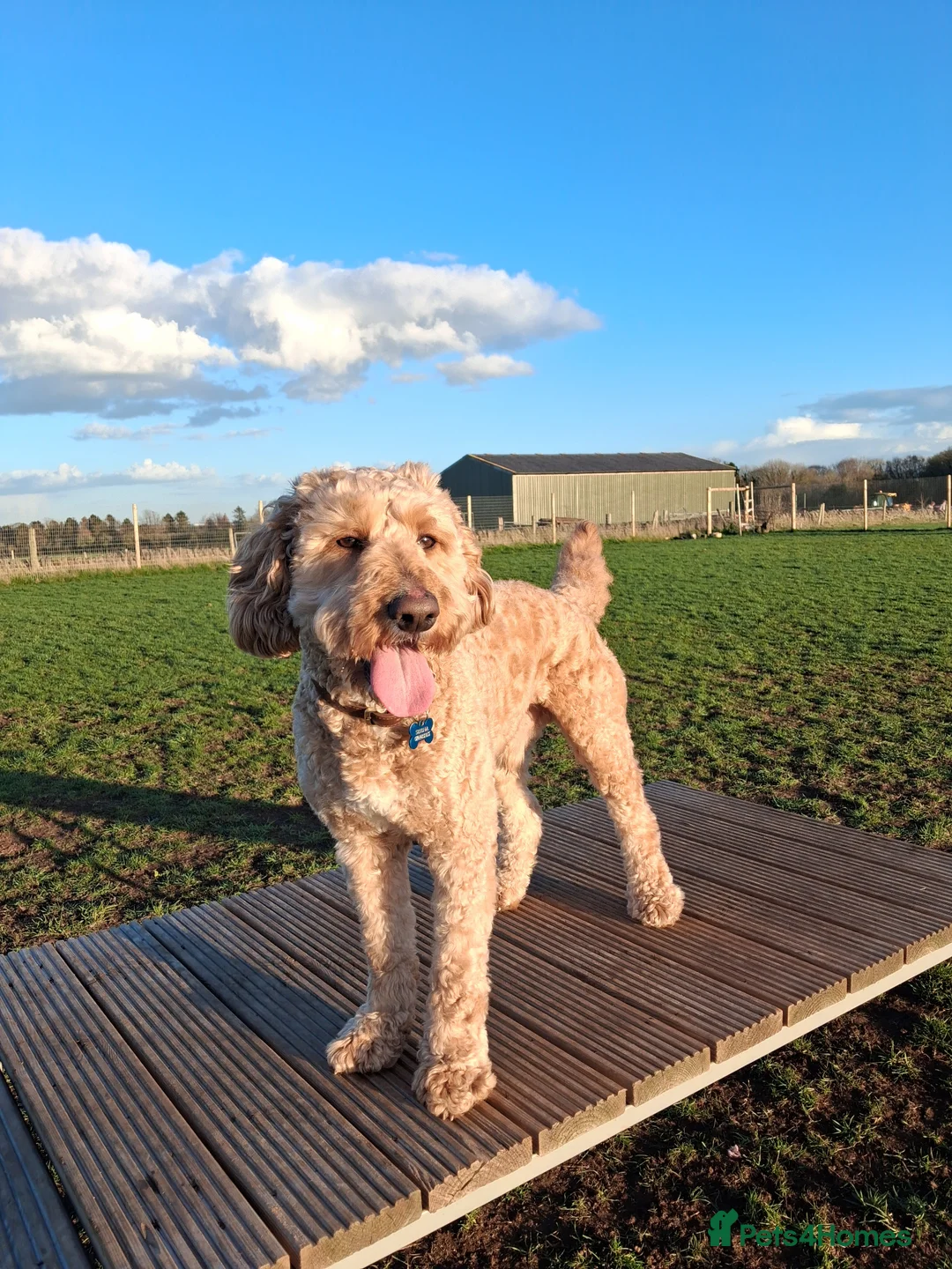 Goldendoodle dogs for sale: Eric the Goldendoodle 2½ years old  - Advert 1