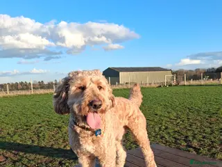 Goldendoodle dogs Eric the Goldendoodle 2½ years old - Advert 1