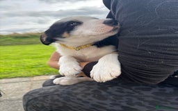 Border Collie dogs for sale: Ready to go! Beautiful Border Collie pup in Haverfordwest - Image 3