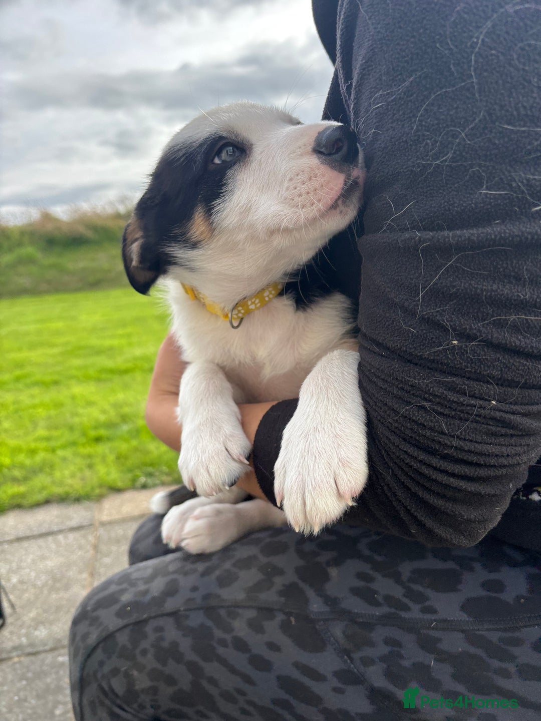 Border Collie dogs for sale: Ready to go! Beautiful Border Collie pup in Haverfordwest - Image 3