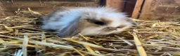 Mini Lop rabbits for sale: Gorgeous pure Mini lops and mini lion lops  - Advert 20