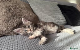 Maine Coon cats for sale: XL Russian Lines TICA registered Maine Coon Boy - Image 14