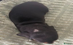 Dachshund dogs for sale: Beautiful dachshund  - Image 5