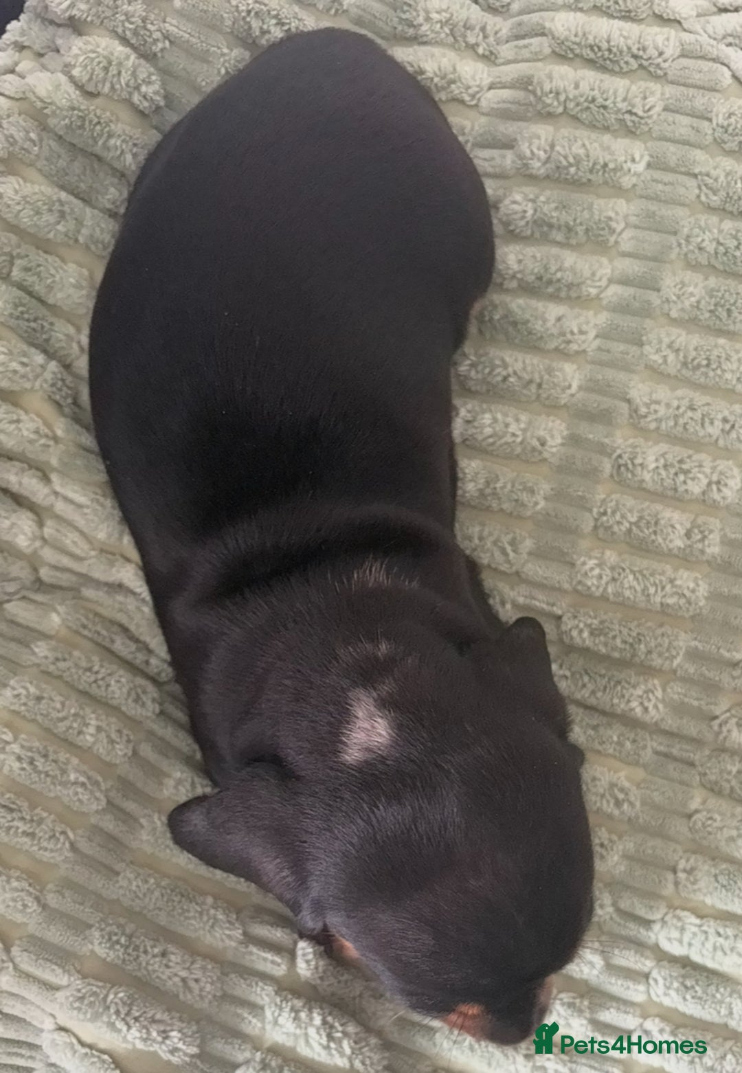 Dachshund dogs for sale: Beautiful dachshund  - Image 5
