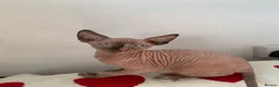 Sphynx cats for sale:  ** s sphynx babies - Advert 12