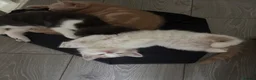 Mixed Breed cats for sale: Beautiful cream and apricot, fluffy female kitten - Advert 8