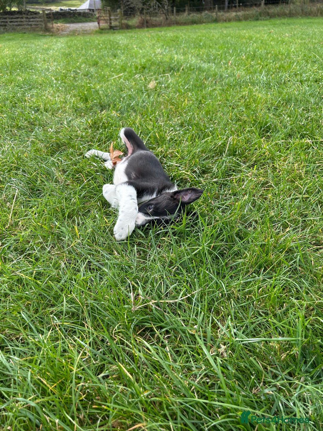 Border Collie dogs for sale: ⭐️ Border Collie Puppies ⭐️ - Image 26