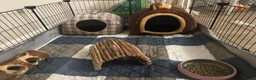 Guinea Pig rodents for sale: 2 Female Guinea pig sisters - Advert 16