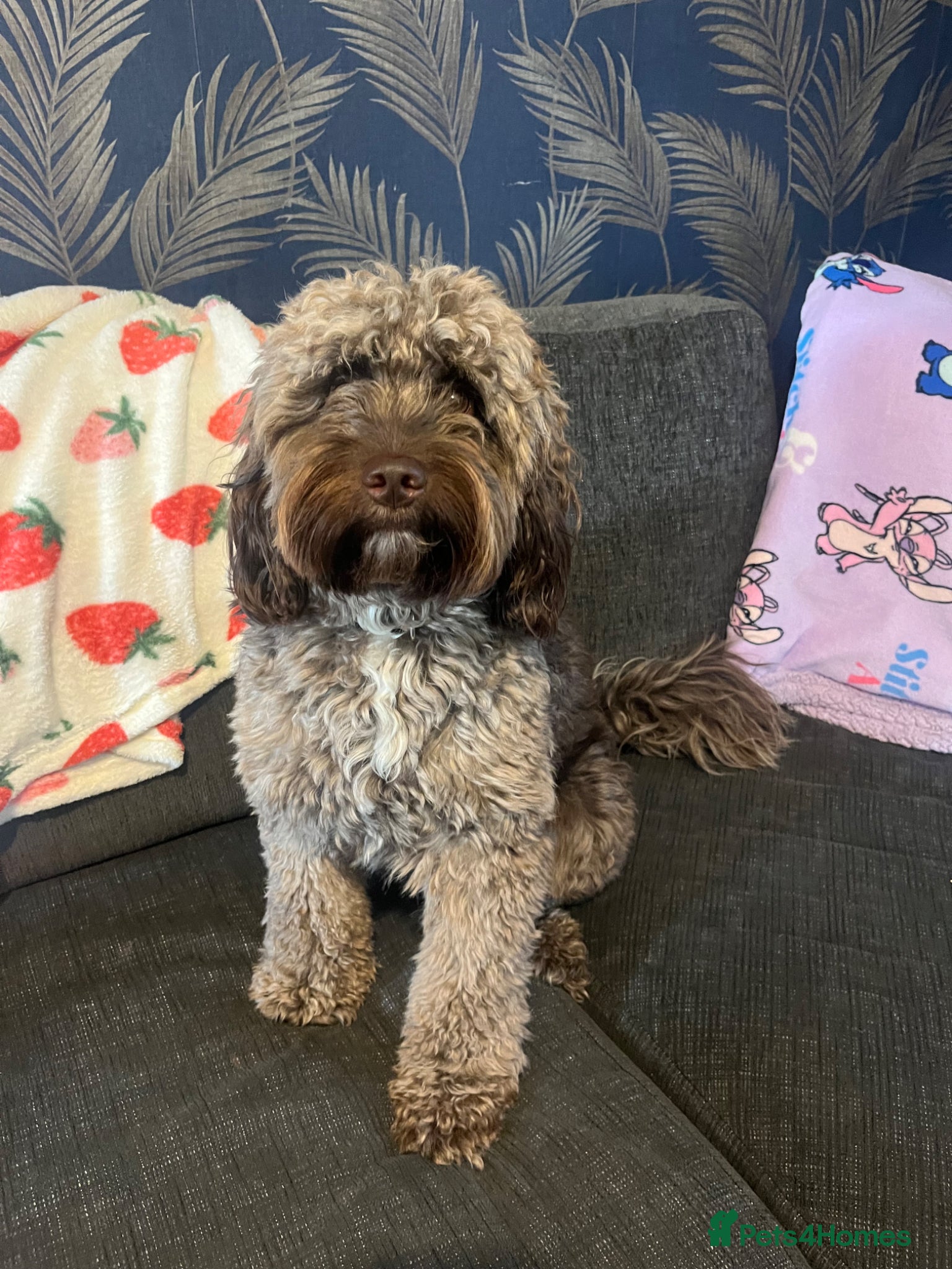 Cockapoo dogs Cockapoo boy Buster  - Advert 1