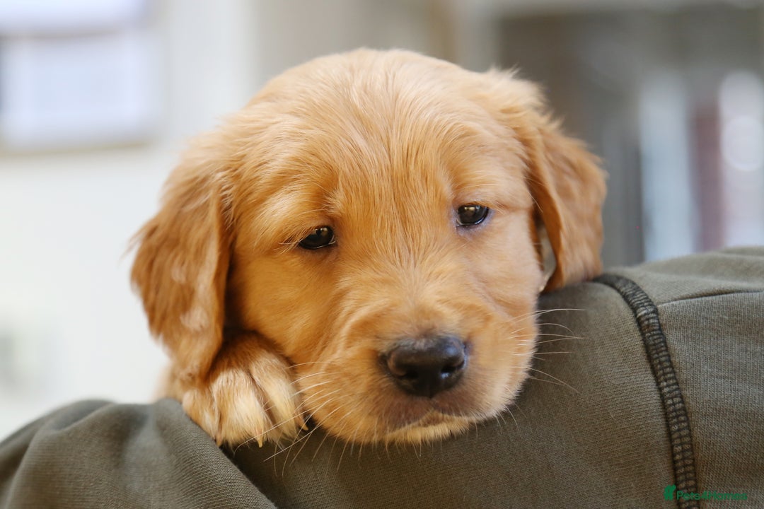 Golden Retriever dogs for sale: KC Registered Championship Line Golden Retrievers - Advert 30