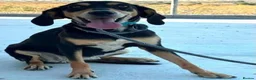 Mixed Breed dogs for adoption: Tilly needs a loving home  - Advert 3