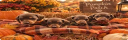 Miniature Dachshund dogs for sale: 4 gorgeous mini dachshund puppies  - Advert 6