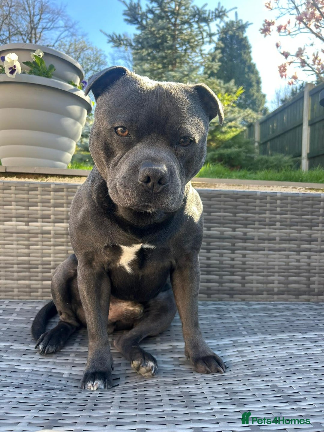 Staffordshire Bull Terrier dogs for stud: KC blue staffordshire bull terrier  in Worcester - Advert 2