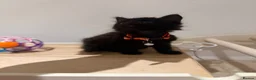 Domestic Shorthair cats for sale: Kittens - Advert 3