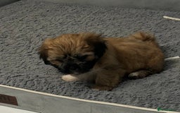 Lhasa Apso dogs for sale: Lhasa Apso Puppie’s ready 2-08-25 - Image 9