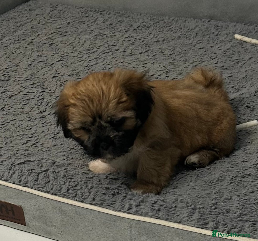 Lhasa Apso dogs for sale: Lhasa Apso Puppie’s ready 2-08-25 - Image 9