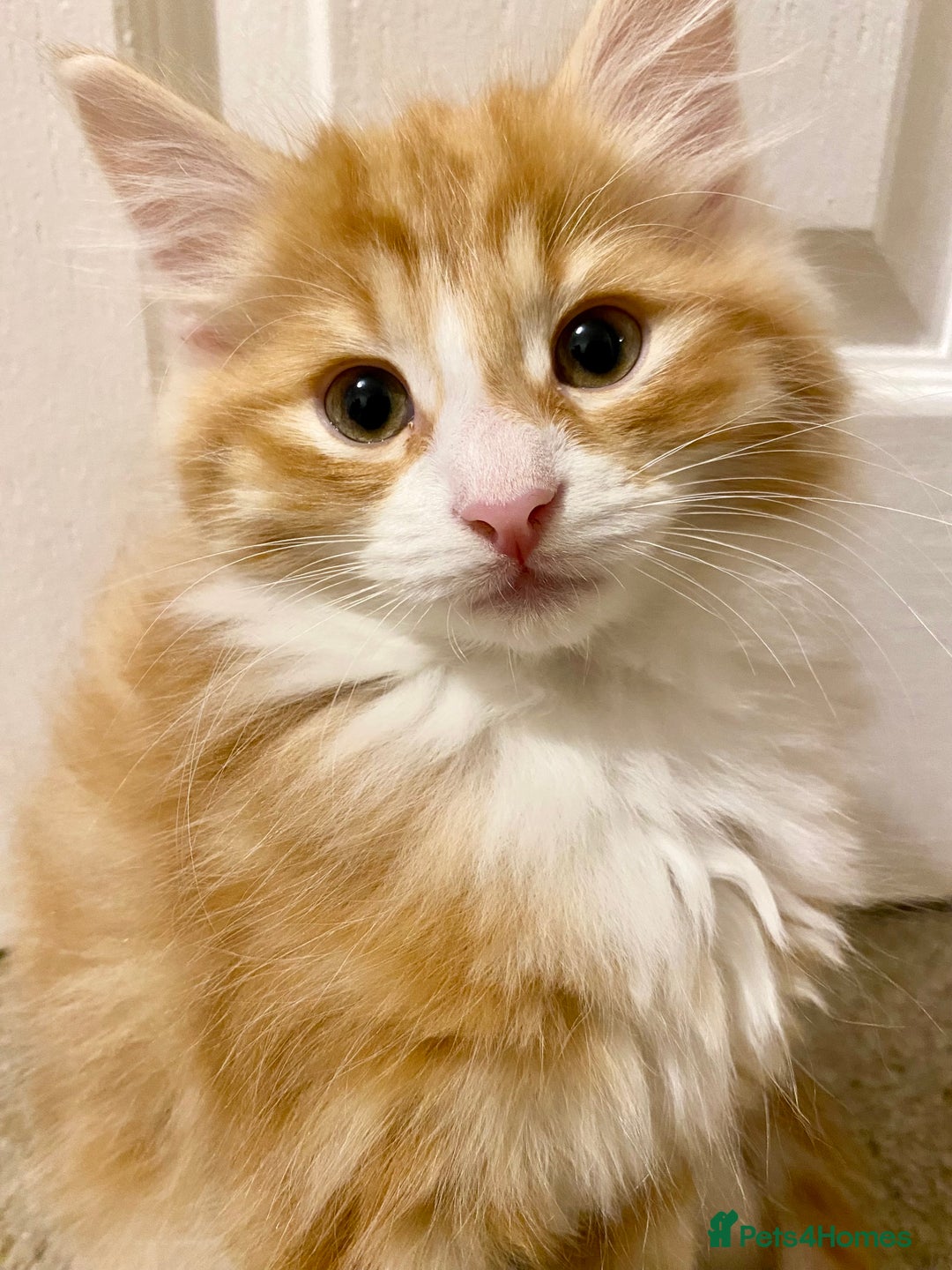 Domestic Shorthair cats for sale: Domestic Shorthair X Ragdoll Cross - Advert 7