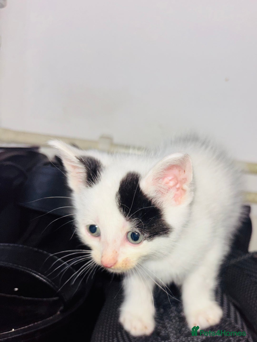 Mixed Breed cats for sale:  Beautiful Kittens For Sale !!! - Image 7