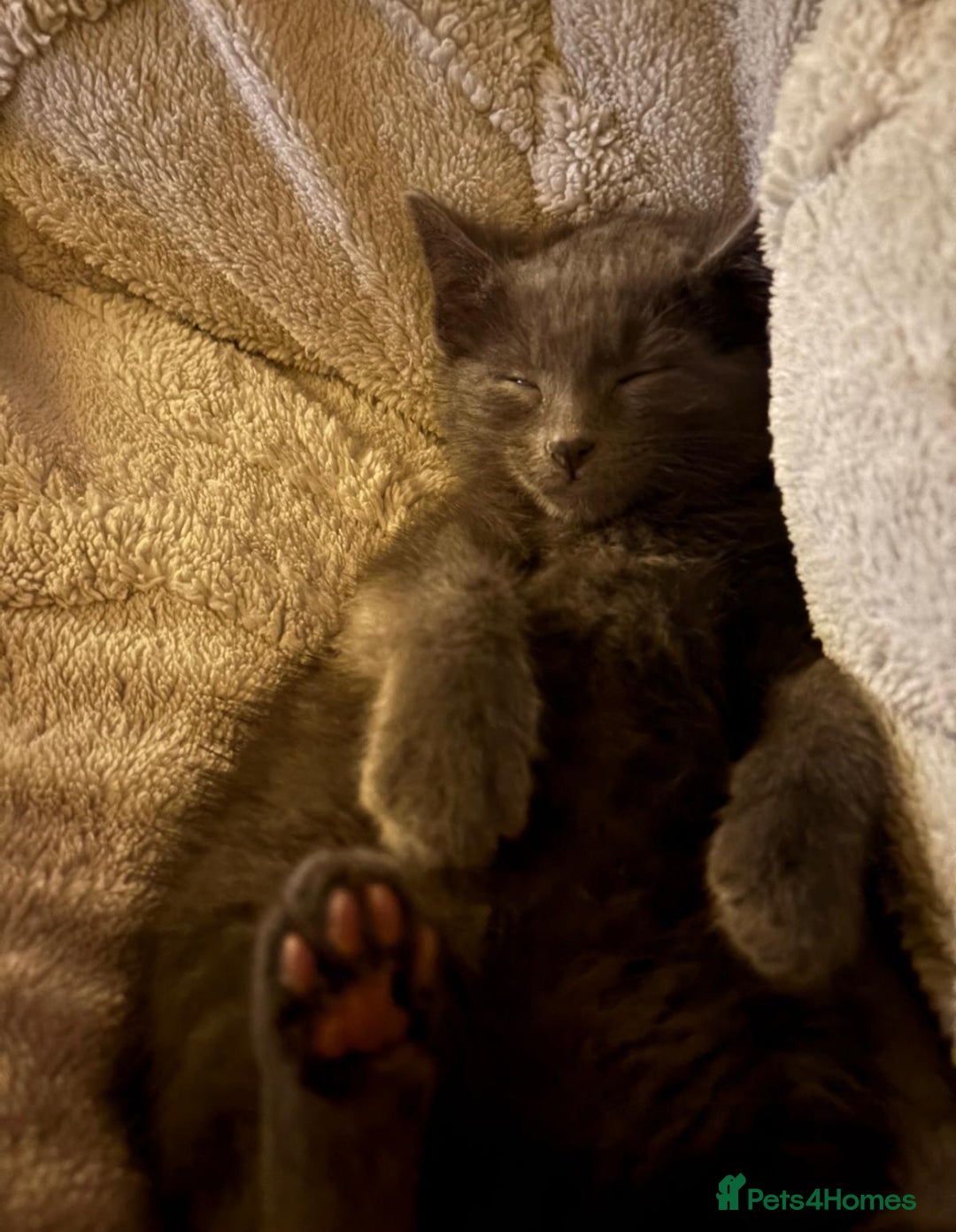 Domestic Shorthair cats for sale: Grey Domestic Shorthair Kitten - Advert 2