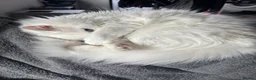 Mixed Breed cats for sale: Winter🩵 - Advert 10