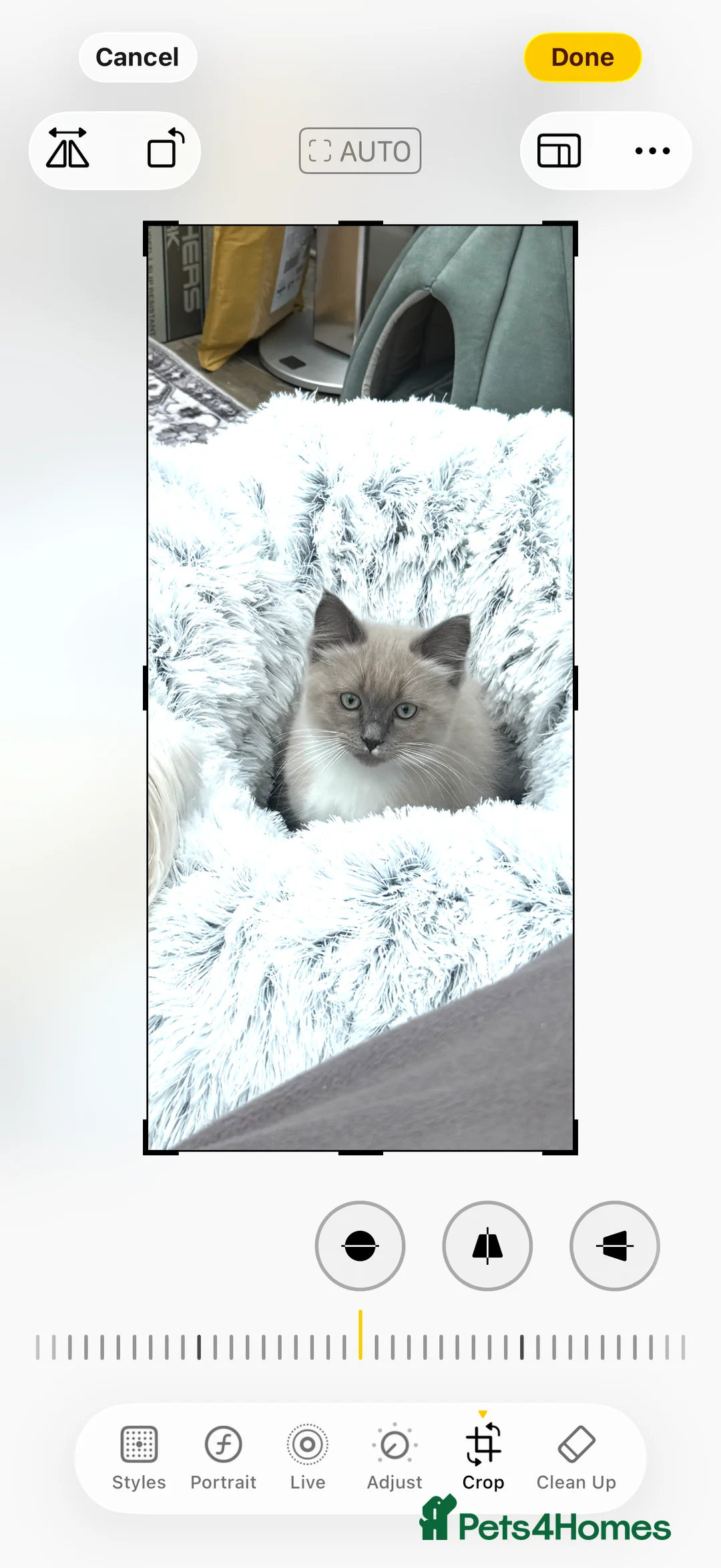 Ragdoll cats for sale: Fully vaccinated, vet checked V cuddly Ragdoll boy - Advert 2