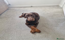 Dobermann dogs for sale: 7 month old doberman  - Image 4