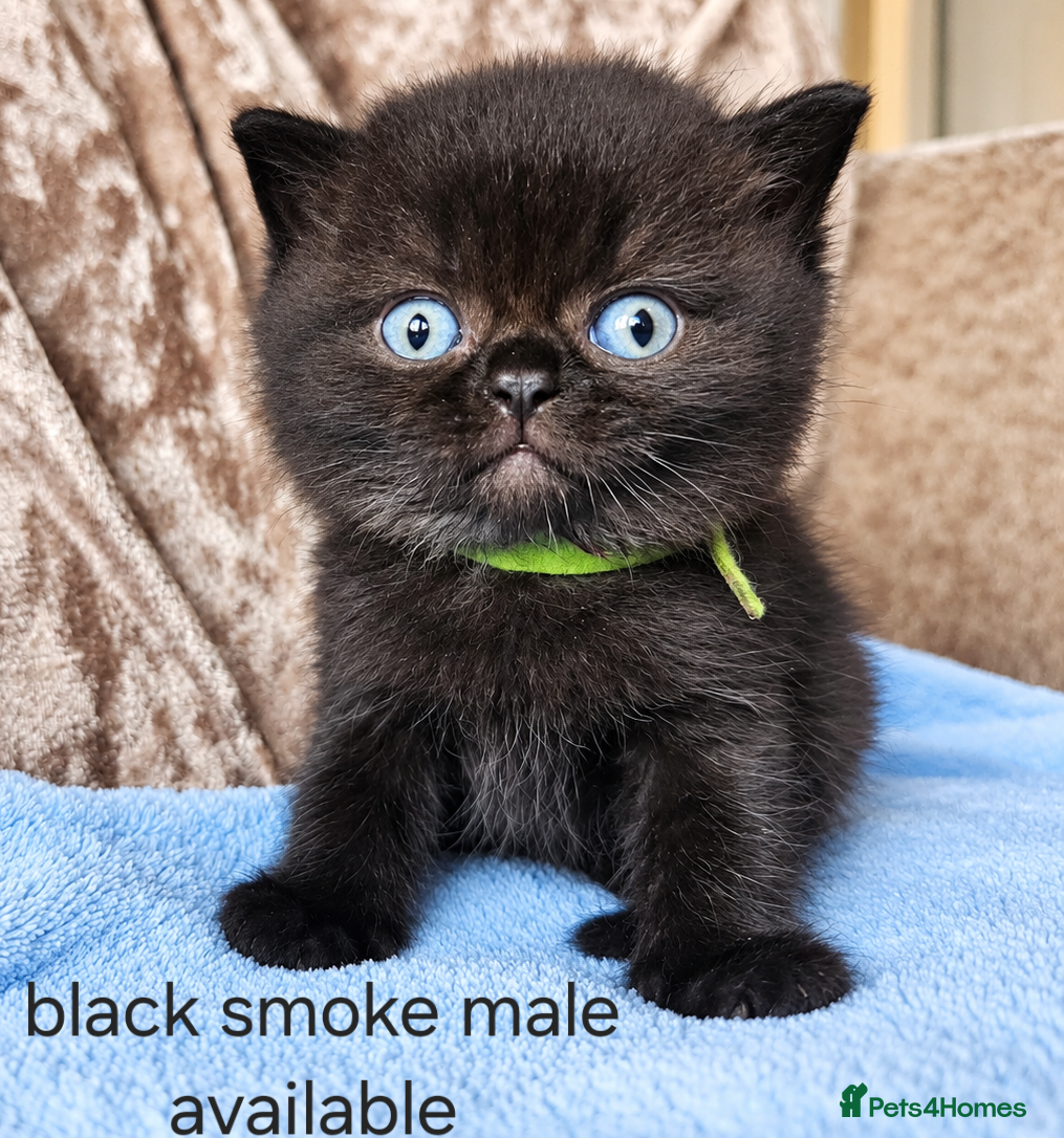 British Shorthair cats British shorthair kittens  - Advert 2