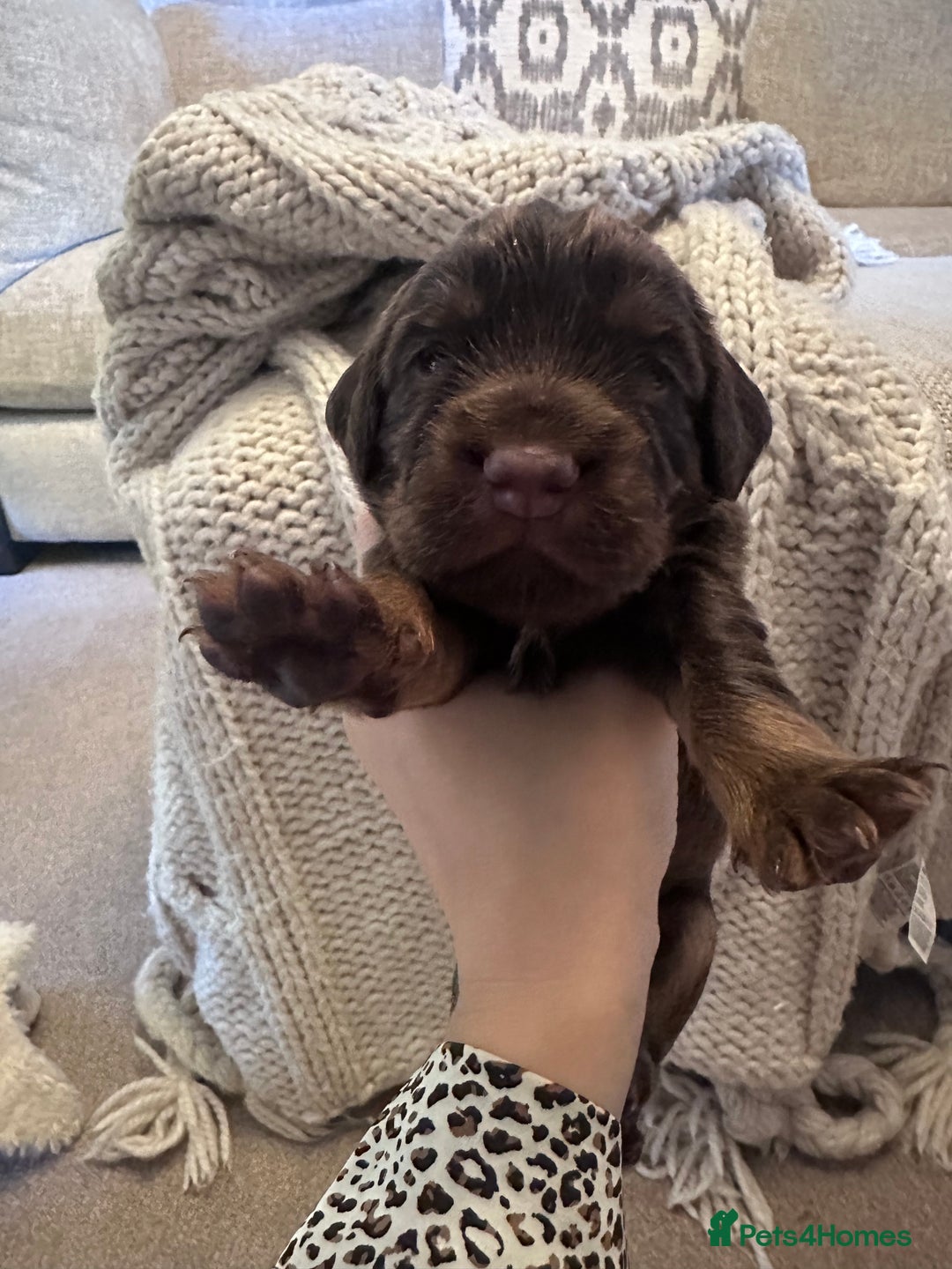 Cocker Spaniel dogs for sale: Stunning KC reg working cocker spaniel puppies  - Advert 18