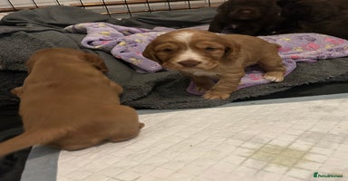 Cocker Spaniel dogs - Advert 8